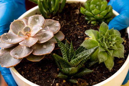 a girl at home transplants small indoor flowers of saculentaの写真素材