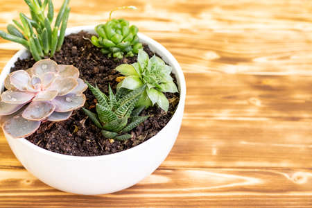 green saculent flowers on a wooden background in a white vase with a place for textの写真素材