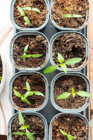 Young green tomato seedlings in a seedling tray, close-up view from aboveの写真素材