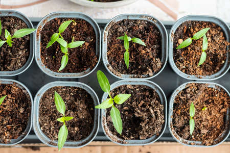 Young green tomato seedlings in a seedling tray, close-up view from aboveの写真素材