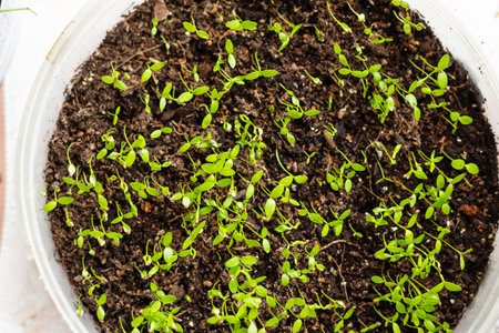 Young green tomato seedlings in a seedling tray, close-up view from aboveの写真素材
