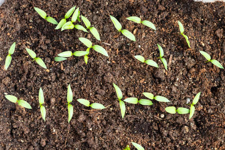 Young green tomato seedlings in a seedling tray, close-up view from aboveの写真素材