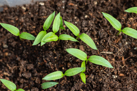young green pepper seedlings in pots, top viewの写真素材