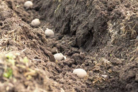 Planting potato farming, potato tubers in the ground.の写真素材