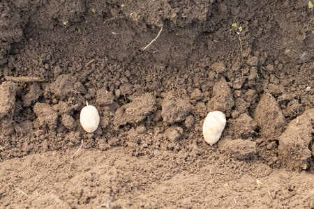 planting potatoes, preparing for planting potatoes, agriculture.