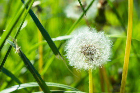 white dandelion flower on a green background with empty space.の写真素材