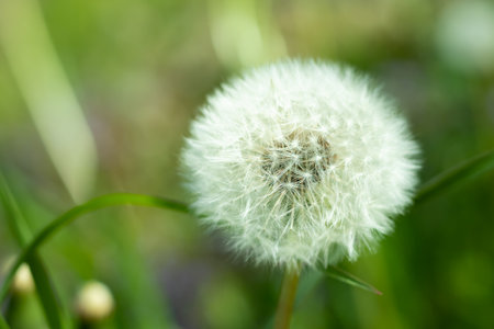 white dandelion flower on a green background with empty space.