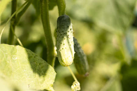 young cucumber grows on a bush in the garden, agriculture.の写真素材