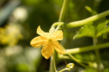 cucumber flower young embryo on a bush in the garden, agricultureの写真素材