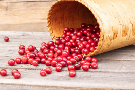 ripe red cherry spilled out of the basket.の写真素材