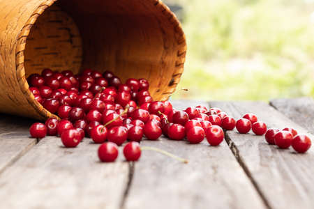ripe red cherry spilled out of the basket.の写真素材