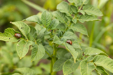 Colorado beetle sits on potatoes, a pest of potatoes.の写真素材