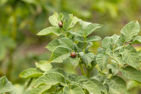 Colorado beetle sits on potatoes, a pest of potatoes.