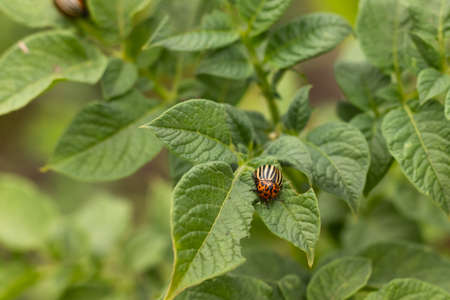 Colorado beetle sits on potatoes, a pest of potatoes.の写真素材