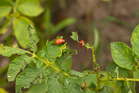 Colorado beetle sits on potatoes, a pest of potatoes.の写真素材
