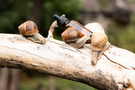 serum with snail mucin, snail mucus, concept natural cosmetics.の写真素材