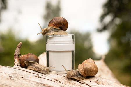 cream with snail mucus, concept natural cosmetics.の写真素材