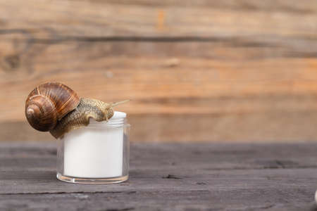a jar of cream with snail slime, a snail on top of a jar, the concept of natural cosmetics, copy...