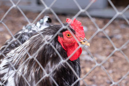rooster in zoo feathers black and white looks into the camera.