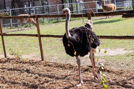 ostrich walks in a den.ostrich farmの写真素材