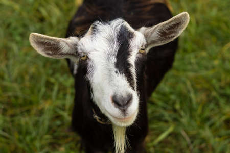 Cute goat kid isolated on a white.