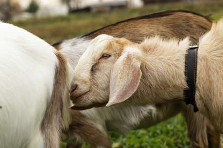 a black-and-white wool goat grazes on a pasture, the concept of agriculture.goat's milk.の写真素材