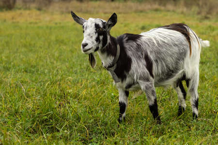a black-and-white wool goat grazes on a pasture, the concept of agriculture.goat's milk.