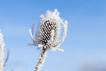 winter white frost background, plant branches in frost.copy space.