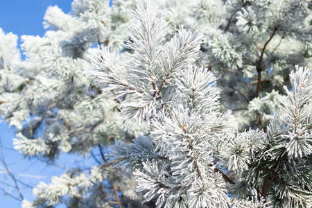 winter white frost background, plant branches in frost.copy space.
