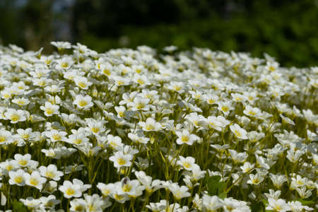 plant saxifrage hypnoides ,many white small flowersの写真素材