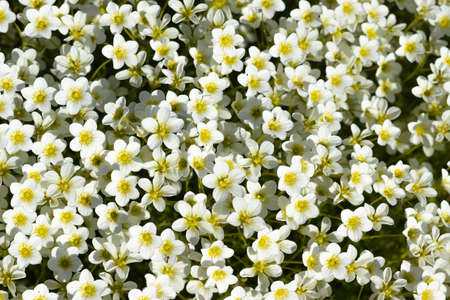 plant saxifrage hypnoides,many white small flowers.