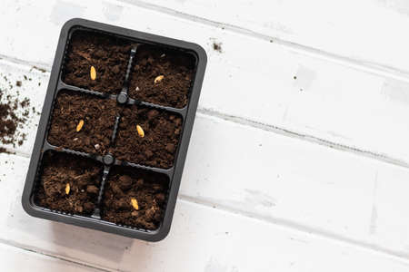 items for planting seeds in pots, gardening with soil and seeds, copy space.