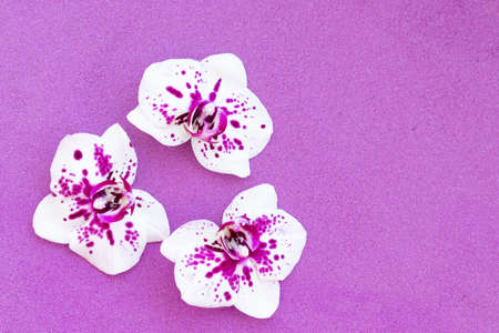 three orchids on a purple background, very peri, copy spaceの写真素材