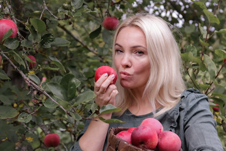 beautiful blonde woman picks and bites an apple in the garden, agriculture Vitamins Apple orchard Apple harvest in autumn.の写真素材