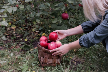 the concept of agriculture, gardening, harvesting A woman collects apples with a wicker basket in the autumn garden.の写真素材