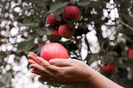 a hand plucks an apple from a tree Harvesting apples in autumn Apple orchard.の写真素材