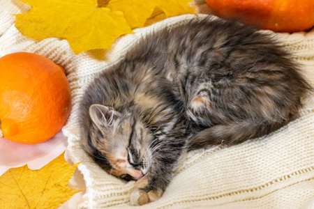 a small gray beautiful kitten sleeps next to orange pumpkins.Pumpkinsの写真素材