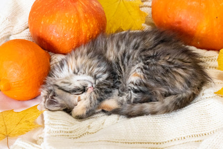 a small gray beautiful kitten sleeps next to orange pumpkins.Pumpkinsの写真素材