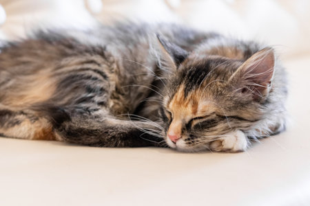 a small gray beautiful fluffy kitten is sleeping nearby .Cat sleeping close-upの写真素材