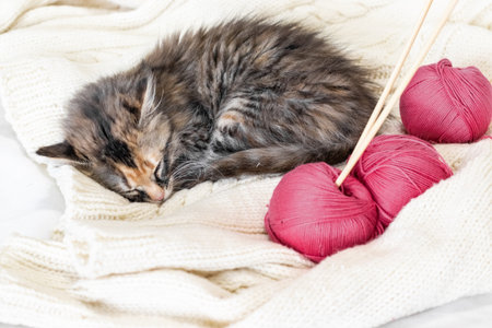 a little kitten is sleeping next to knitting. The spokes and yarn are bard-colored.Hobbies and pets
