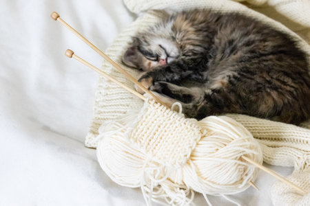 a little kitten is sleeping next to knitting. Knitting needles and yarn are white. Knitting and pet