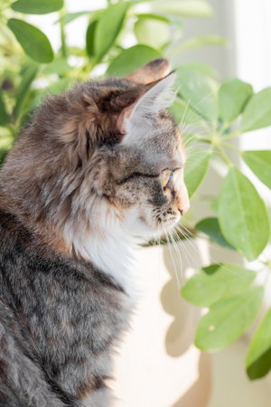 A small gray kitten is resting on the windowsill and looking out the window, close-up, soft selective focus.の写真素材