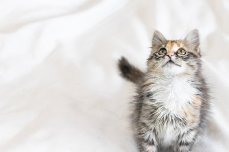 A striped cat is playing on the bed. A small fluffy kitten is sitting on a white bed and looking at the camera.の写真素材