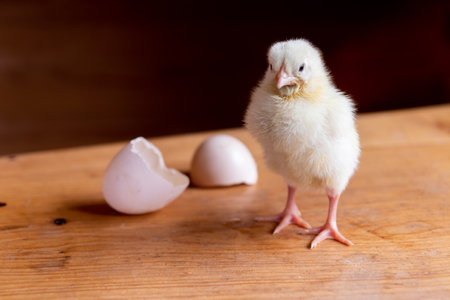 newborn broiler chickens with a shell.Pets.Household.Agricultural industry.Home farm.Bird farm.Love for animals and care.Happy animals.Poultry farm.petting zoo.animal protectionの写真素材