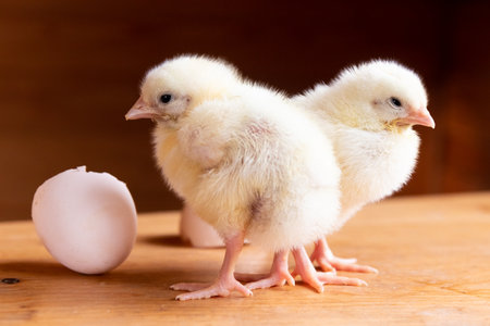 newborn broiler chickens with a shell.Pets.Household.Agricultural industry.Home farm.Bird farm.Love for animals and care.Happy animals.Poultry farm.petting zoo.animal protectionの写真素材