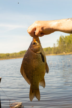 fishing for crucian carp,mens hands holding big fish
