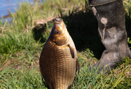 a large crucian caught on a hook on the shore against the background of a fisherman in rubber bootsの写真素材