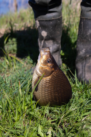 a large crucian caught on a hook on the shore against the background of a fisherman in rubber boots