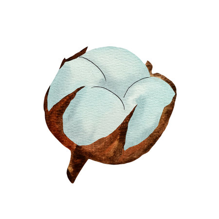 Wonderful white cotton. Watercolor illustration, isolated object from a large set of cotton, leaves and branches. For the design, decoration and composition of postcards, posters, stickers, printsの写真素材