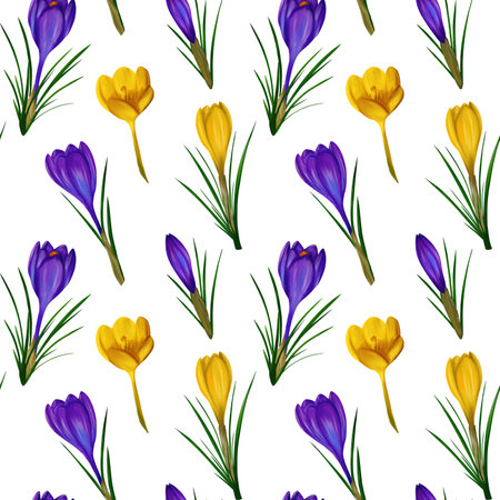 Beautiful violet and yellow crocuses flowers on a white background, seamless patternの写真素材